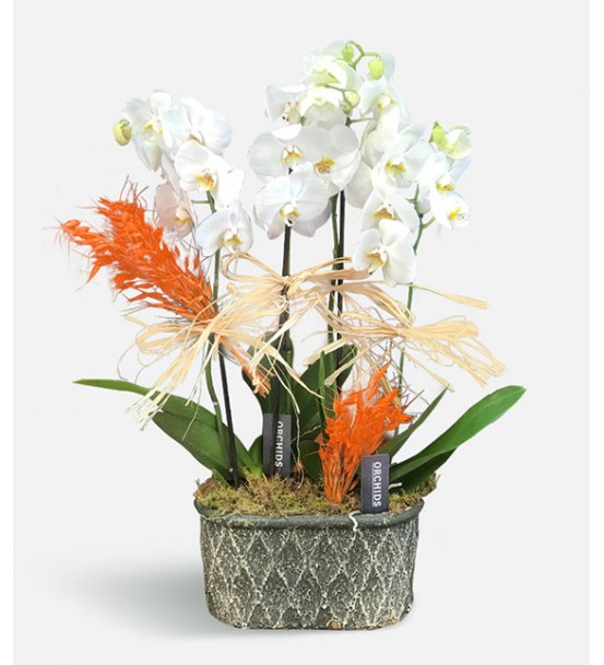 AS65-Cycnoches Orkide 4 Dal